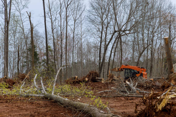 Best Arborist Consultation Services  in Mount Juliet, TN